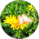 Michelle Lamotte profile picture